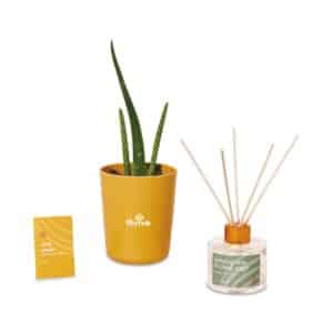 branded aloe plant succulent by garuda promo